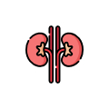 Kidney