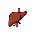 Liver